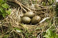 Free Nest With Eggs Stock Image - 9400951