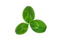Free Leaflets Of Clover Royalty Free Stock Photo - 9403695