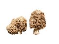 Free Morels Stock Photos - 9403843