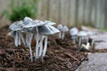 Free Mushrooms Royalty Free Stock Photos - 9405278