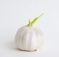 Free Sprouted Garlic Royalty Free Stock Photography - 9409687