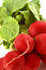 Free Radish Royalty Free Stock Photos - 9404628