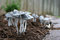 Free Mushrooms Royalty Free Stock Photos - 9405278