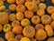 Free Small Pumpkins Royalty Free Stock Photo - 9406245