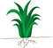 Free Fern Stock Image - 9409401