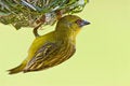 Free Yellow Weaver Stock Photos - 9411103