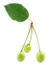 Free Three Cherries Stock Photography - 9411122