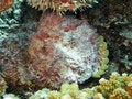 Free Stonefish Royalty Free Stock Photo - 9411135