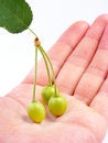 Free Green Cherry Royalty Free Stock Photos - 9411138