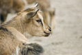 Free Little Goat Stock Photos - 9411203