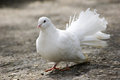 Free Pigeon Stock Photos - 9411213