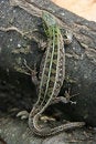 Free Lizard Royalty Free Stock Image - 9411226