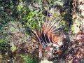 Free Lionfish Swimming Royalty Free Stock Images - 9411239