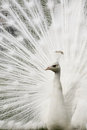 Free White Peacock Royalty Free Stock Image - 9411336