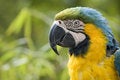 Free Parrot Stock Photos - 9411353