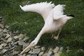 Free Pelican Stock Photography - 9411372