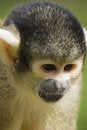 Free Squirrel Monkey Royalty Free Stock Photo - 9411385