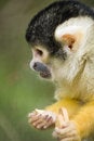 Free Squirrel Monkey Stock Photos - 9411423