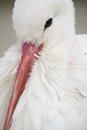 Free White Strock Stock Photos - 9411443