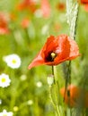 Free Red Poppy Stock Image - 9412601