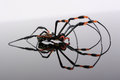 Free Spider Royalty Free Stock Photos - 9412608