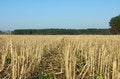 Free Stubble Field Royalty Free Stock Images - 9419569