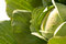 Free Cabbage Royalty Free Stock Photo - 9418815