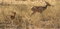 Free Mother Deer And Fawn Royalty Free Stock Image - 9419566