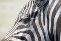 Free Zebra Royalty Free Stock Photo - 9427905
