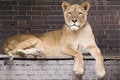 Free Lion Stock Photo - 9427970
