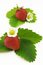 Free Strawberry Royalty Free Stock Images - 9421669