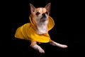 Free Chihuahua In A Raincoat Stock Photos - 9430823