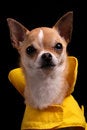 Free Chihuahua In A Raincoat Stock Images - 9430844