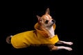 Free Chihuahua In A Raincoat Royalty Free Stock Photography - 9430887