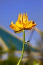 Free Single Yellow Flower Royalty Free Stock Photography - 9431717