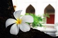 Free White Plumeria Flower Royalty Free Stock Photography - 9432047