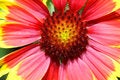 Free Flower Details Royalty Free Stock Image - 9433106