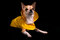 Free Chihuahua In A Raincoat Stock Photos - 9430823