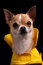 Free Chihuahua In A Raincoat Stock Images - 9430844