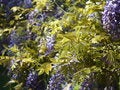 Free Glycine S Flowers Stock Image - 9442261