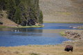 Free Yellowstone Bison And Fishermen Stock Image - 9443011
