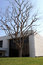 Free Single Tree Royalty Free Stock Photo - 9447975