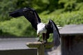 Free Eating Bald Eagle Royalty Free Stock Photos - 9450928