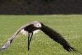 Free Flying Bald Eagle Royalty Free Stock Image - 9450936