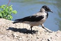 Free A Crow Goes For A Walk. Stock Photo - 9453230