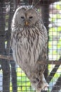 Free Strix Uralensis Royalty Free Stock Image - 9453246