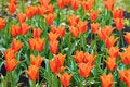 Free Orange Tulips Royalty Free Stock Photo - 9457015