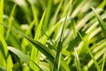 Free Green Grass Stock Image - 9457021