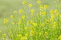 Free Green Grass And Field Flowers Royalty Free Stock Photography - 9457057