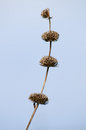 Free Dry Field Flowers Royalty Free Stock Photography - 9457097